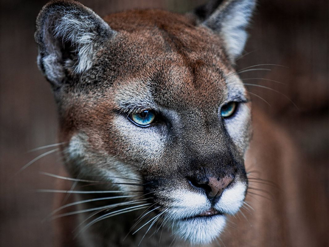 cougar cat face